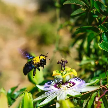 Olive Shade - Near The 아파트