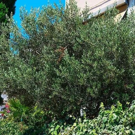 Olive Shade - Near The Apartment