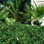 Olive Shade - Near The * Split