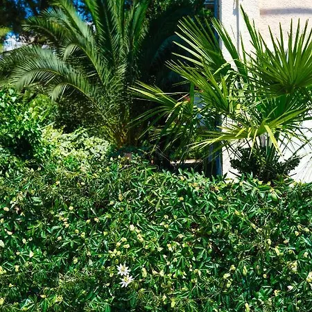 Olive Shade - Near The * 斯普利特